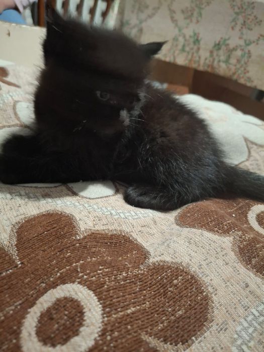 Отдам котят бесплатно