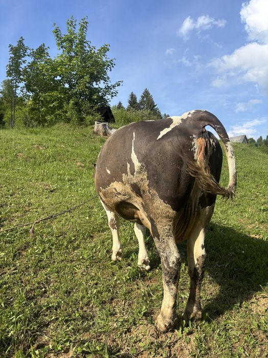 Vand vaca gestanta