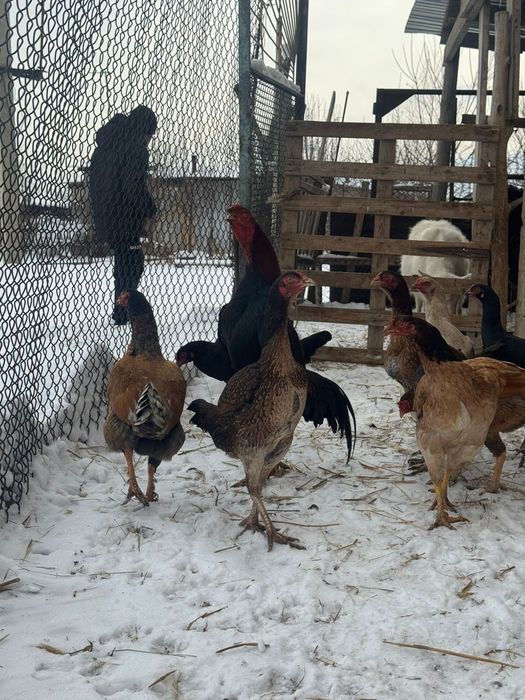 Продам дакан питух