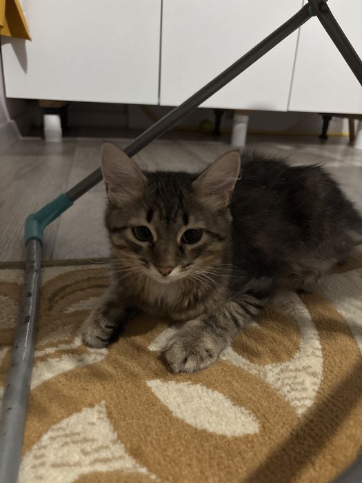 Отдам двух кошек бесплатно