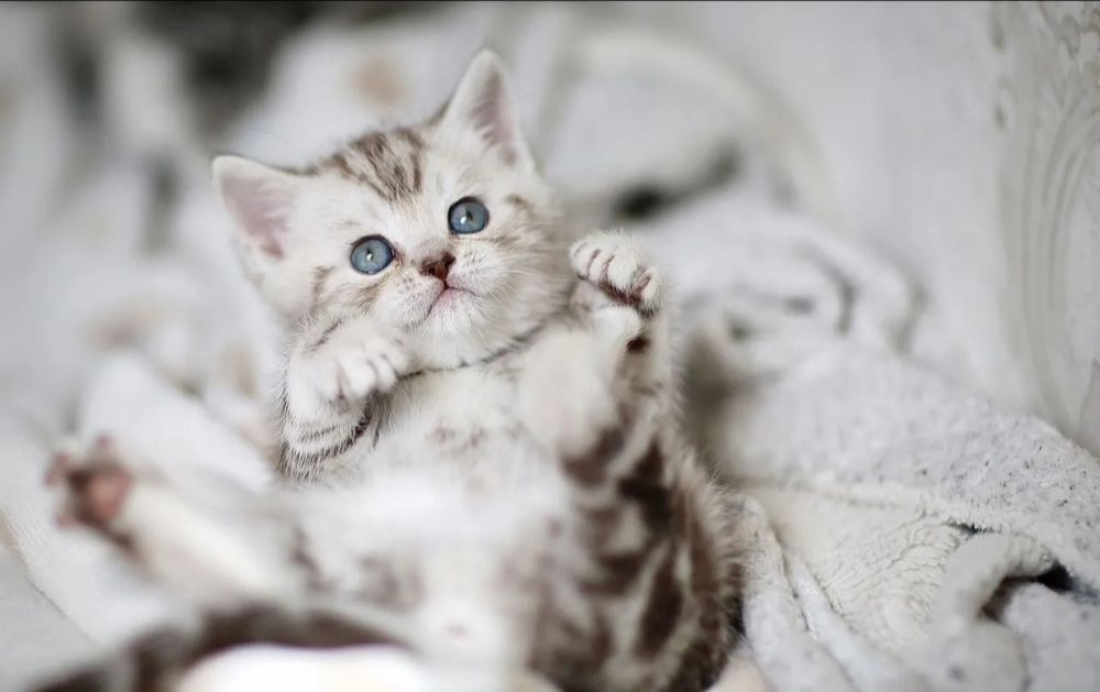 Котята шотландские