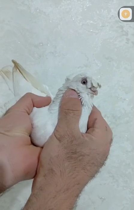 Продам голубей...