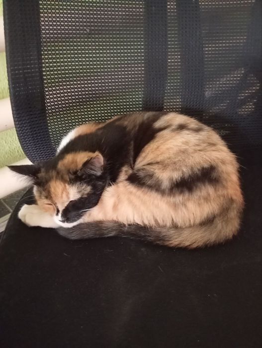 Отдадим в хорошие руки котят