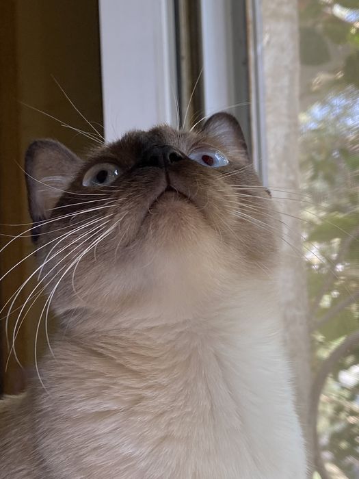 Сиамская кошка сотилади