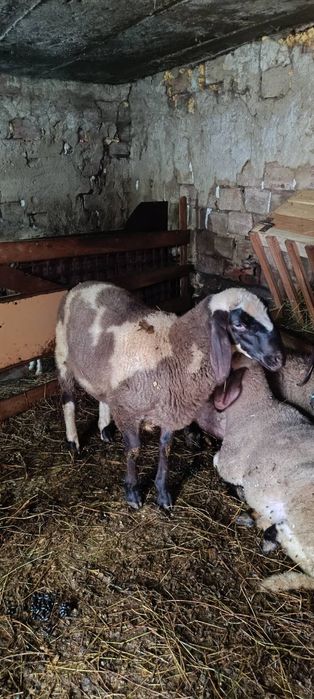 Продавам мъжко агне