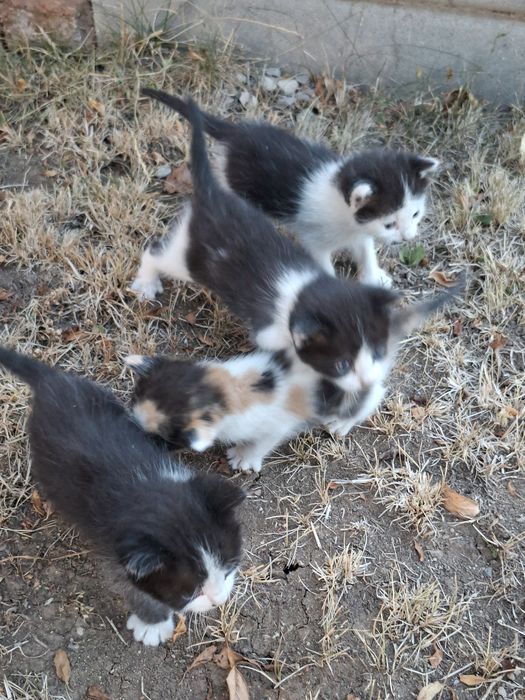 Подарявам малки котенца