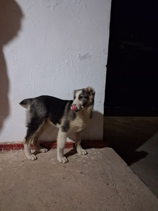 Кушык сатылады акылды