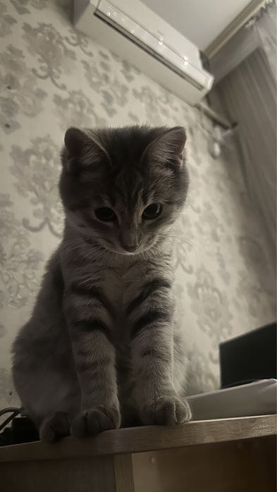 Ищем кота на вязку