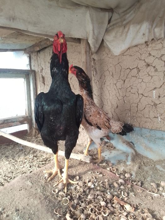 Dakan xoroz va tovuq