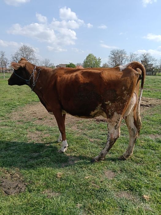 Vand 2 vaci cu lapte