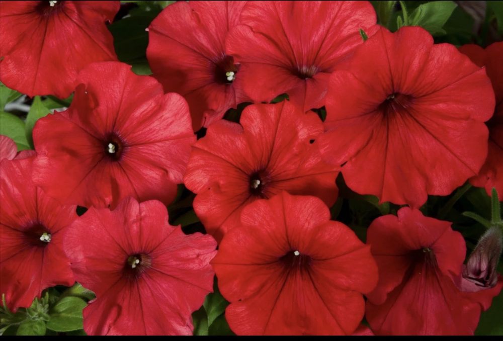 Цветы в ассортименте питуния