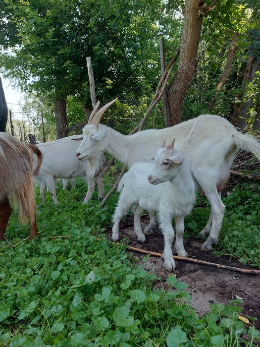 Продам молодых дойных коз.