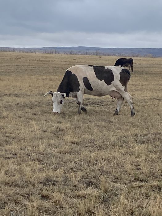 Продам корову продается корова