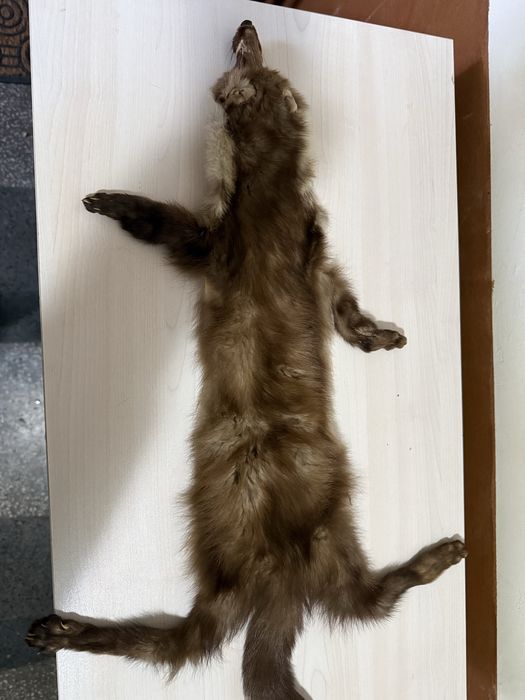 Продавам препарирана кожа белка, пор