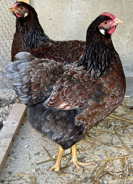 Vând 2 familii una gsg și una roșu albastru