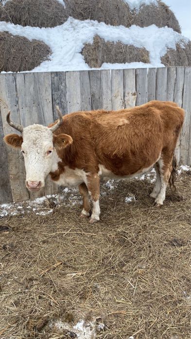 Сүтті бағыттағы 5 туған сиыр сатылады күніге 15 л береді