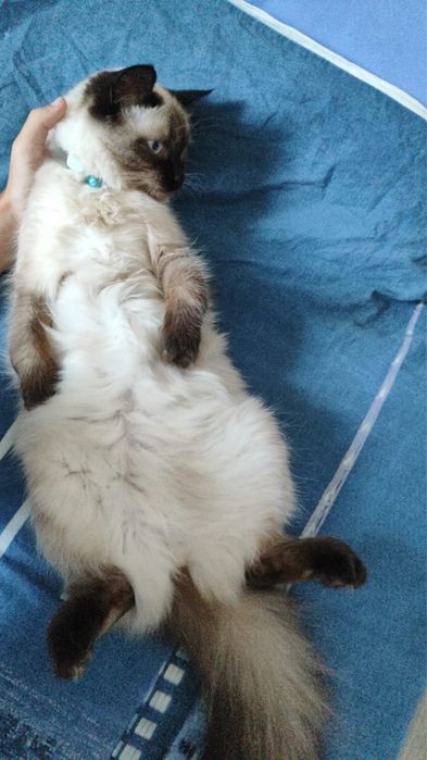 Ищем кота для вязки
