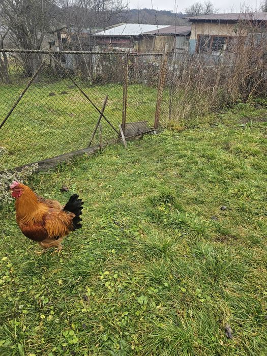 Cocos de vanzare s-au schimb puicute