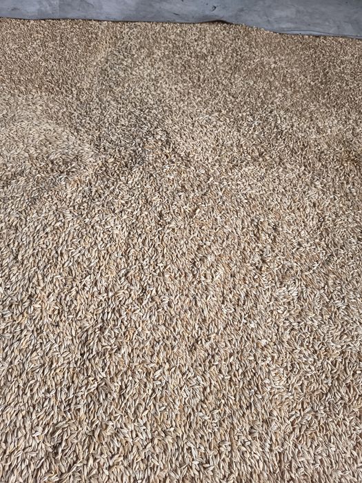 Orzoaică primăvară