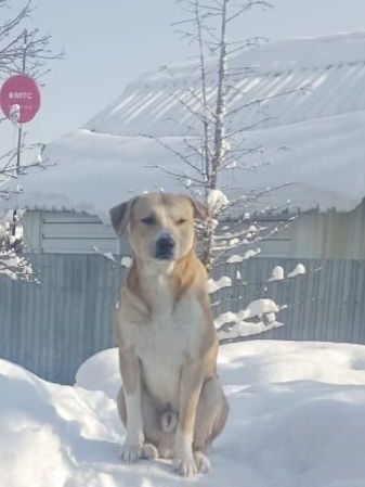 Срочно на пристройство две собаки!