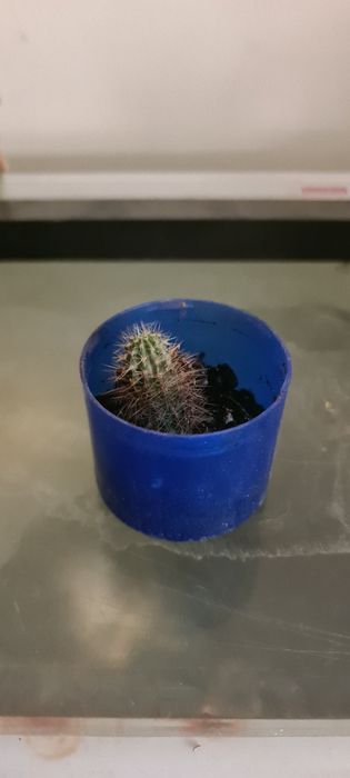 Кактусы саженцы.