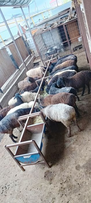 Семиз кой токты тусак кошкар