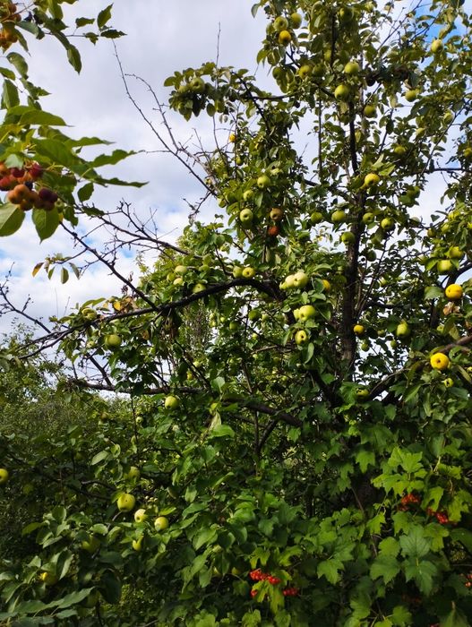 Срочно продам дачу .