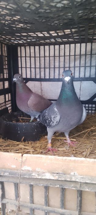 Vând porumbei, diferite rase!