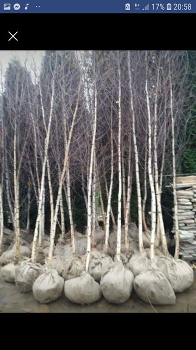 Tuia ,brazi ,mesteacăn .(plante ornamentale)