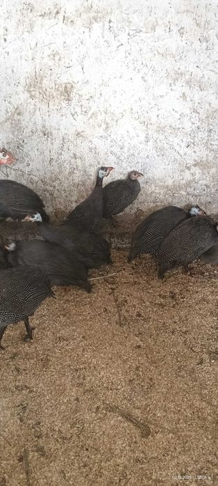 Продавам млади токачки