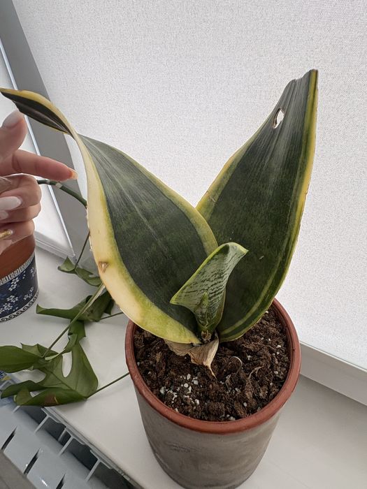 продам сансеверию редкий сорт