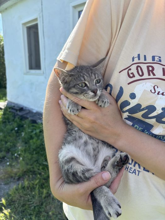 Отдам котят, 2 мальчика и 1 девочка