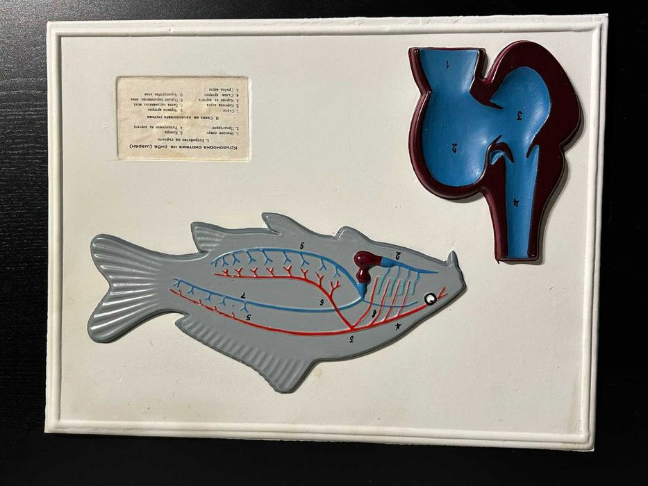 Соц Учебни Табла Помагала по Биология