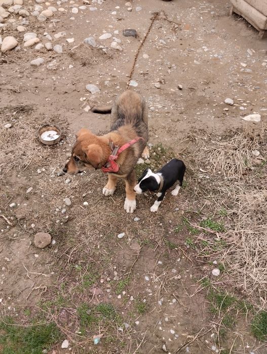 Супер тяж бүгін сатылымда 25 к