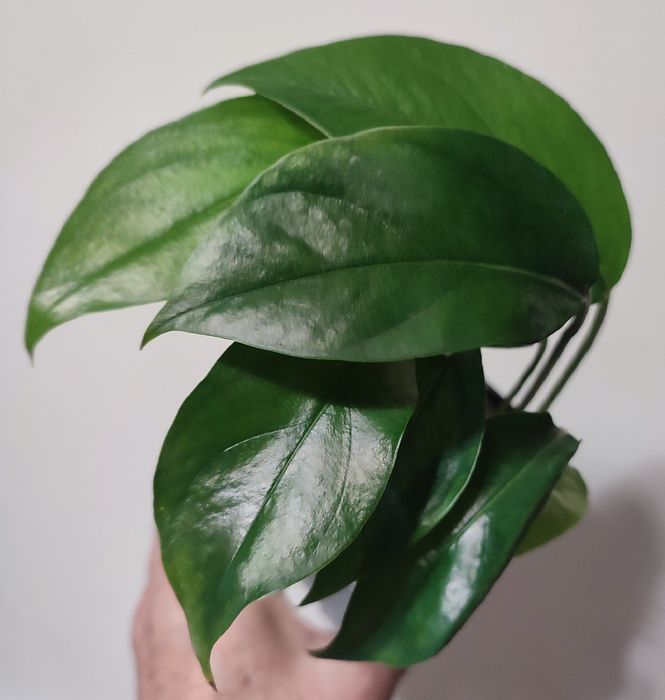 Сциндапсусы и Эпипремнумы