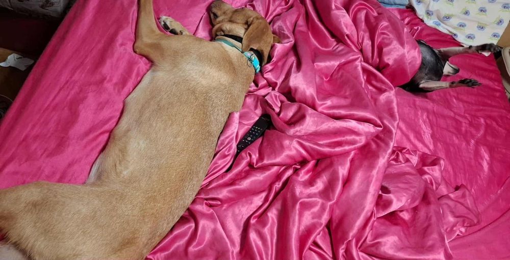 Подарявам куче добро