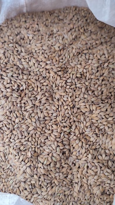 Продам  ячмень..