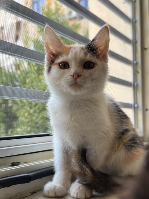 Котята 2 месяца