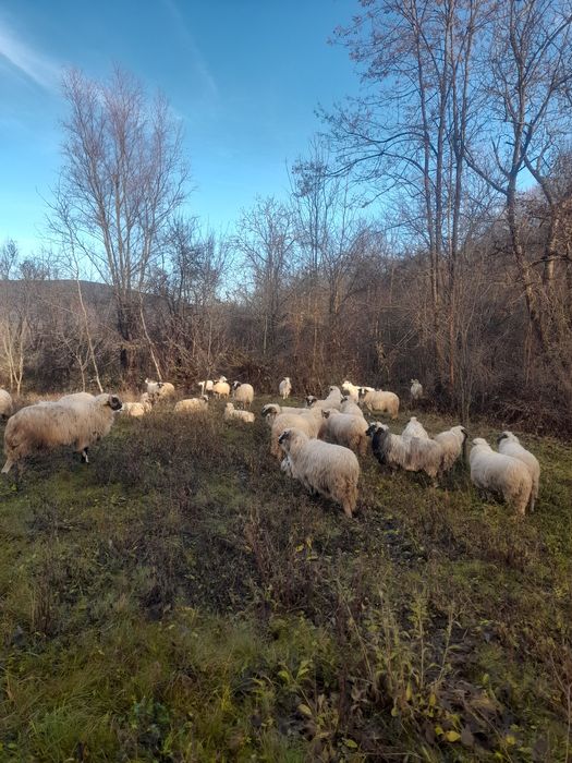 Vnd oii bune de lapte si tinere