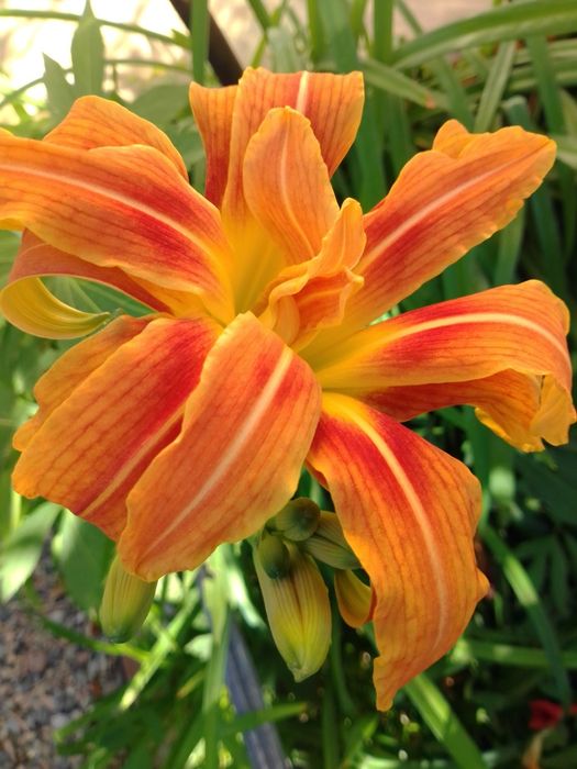 Лилейники сортовые