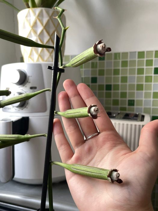 Semințe de Orchidee Phalaenopsis