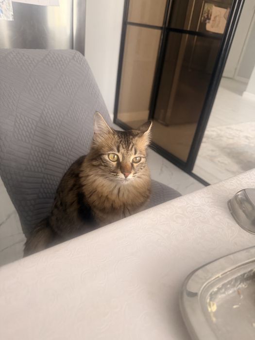 Отдам в хорошие руки