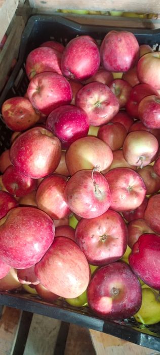 Яблоки 1 и 2 сорт