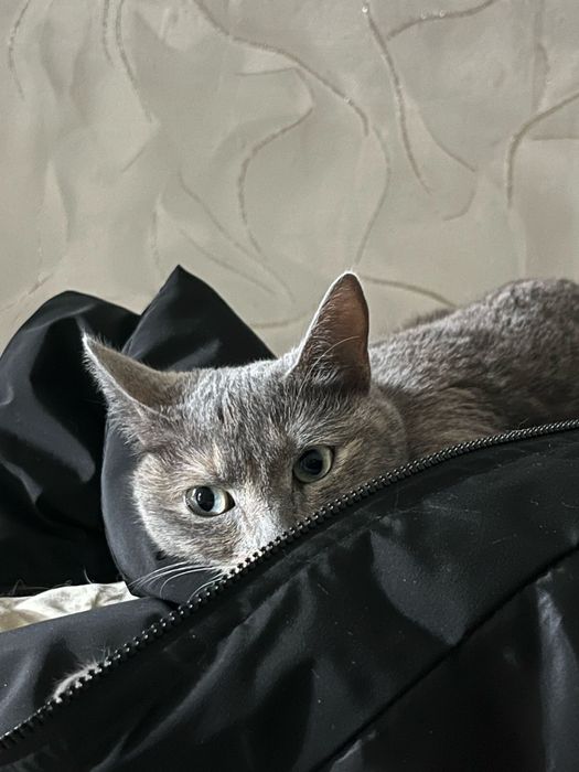 Отдам кошку в добрые руку