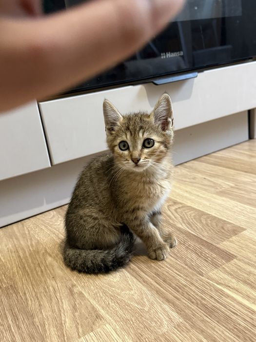 Отдам котят в добрые руки