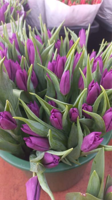 Голландские тюльпаны к 8 марта