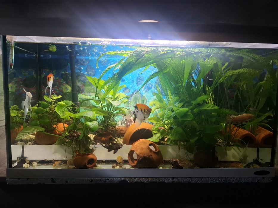 Продавам два  Аквариума