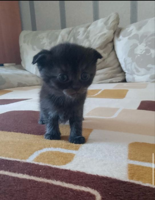 Котята породистые