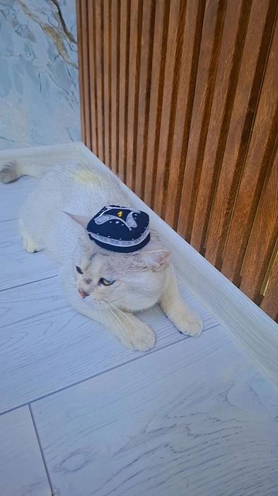 Британ мущугимиз сотилади