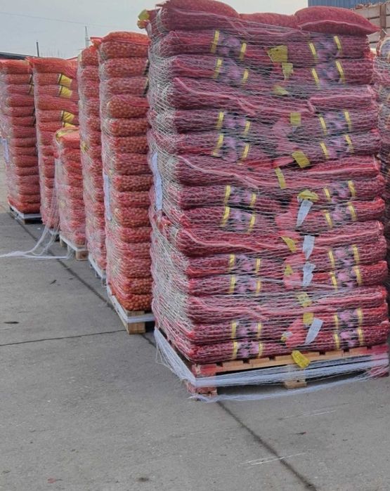 Arpagic import Olanda /marfă în stoc